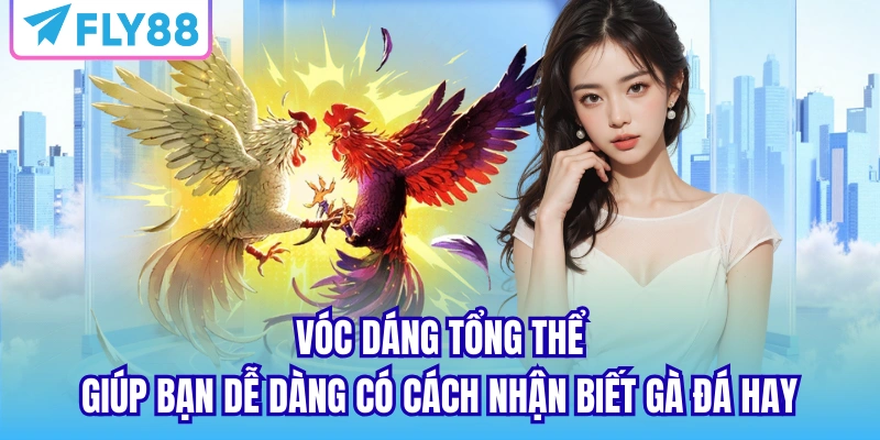 Vóc dáng tổng thể giúp bạn dễ dàng có cách nhận biết gà đá hay